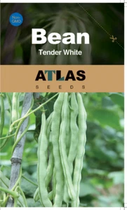 Bean -Tender White - Picture 1 of 7