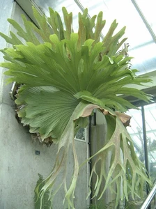 Platycerium bifurcatum | Staghorn fern| Plug plant - Picture 1 of 1