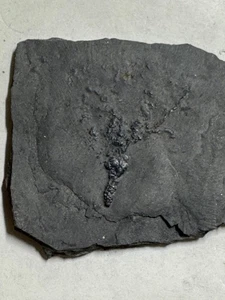 EOCRINOID  PLATE CAMBRIAN UTAH #1 - Picture 1 of 2