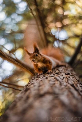 Meyer Optik Gorlitz Primoplan 1.9/58 red V M42 lens  SERVICED AND TESTED  - Image 1 of 4