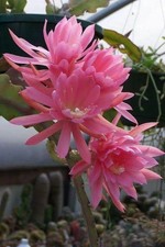 4 graines d' EPIPHYLLUM PADRE N104 PINK ORCHID CACTUS SEEDS SAMEN SEMILLAS SEMI
