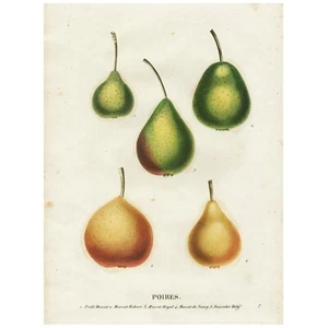 1833 Saint-Hilaire handfarbige Obstgravur Pl. 7, BIRNEN (BIRNEN) - Bild 1 von 8