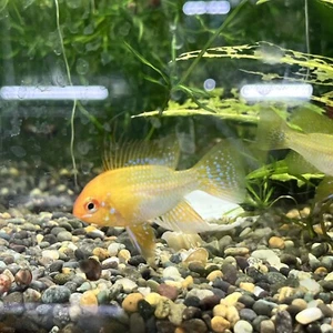 Gold Ram Adult Male live fish tank bred - Picture 1 of 1