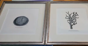 2 Vintage Prints Coral & sea urchin illustrated Custom J.Pocker silver Frames - Picture 1 of 11