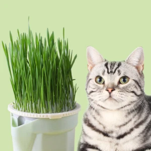 Cat Snack Planting Color Pot Lazy Soilless Hydroponic Cat Grass Planting Box - Imagen 1 de 12