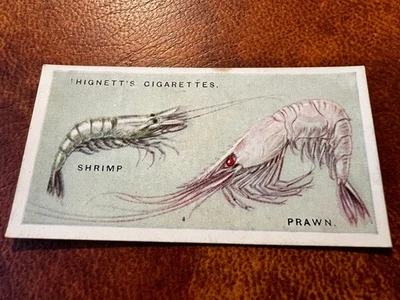 Hignett Bros - Common Objects of the Sea Shore 1924 #18 Shrimp & Prawn - Image 1 of 2