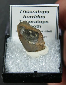 Triceratops horridus Tooth- Montana - Picture 1 of 6