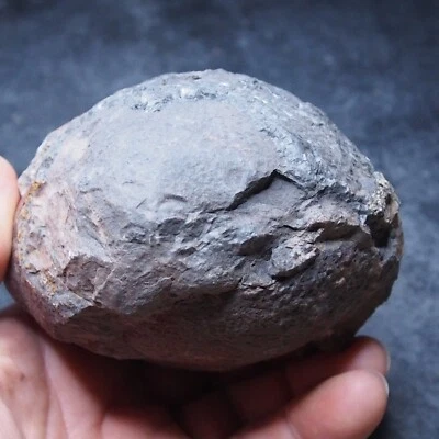 Lobolith (Camarocrinus) Scyphocrinites Crinoid floatating Devonian Fossil 7 - Image 1 of 4