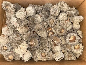 Lot LARGE Unfinished Long Fringed Bur Oak Acorn Caps Assorted Fairy Garden  100 - Picture 1 of 21
