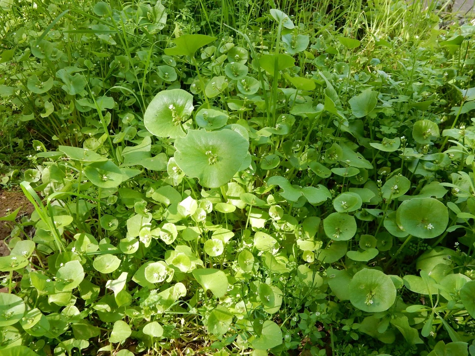 Oppo BDP-103 Blu-ray Player Working Condition With Remote - Image 1 of 1