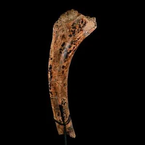 13.2" Edmontosaurus Fossil Rib Hell Creek FM Cretaceous Dinosaur MT COA Stand - Bild 1 von 10