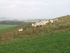 Photo 6X4 Lambs, Blyth Muir Mountain Cross Curious Sheep By A Disused Qua C2007