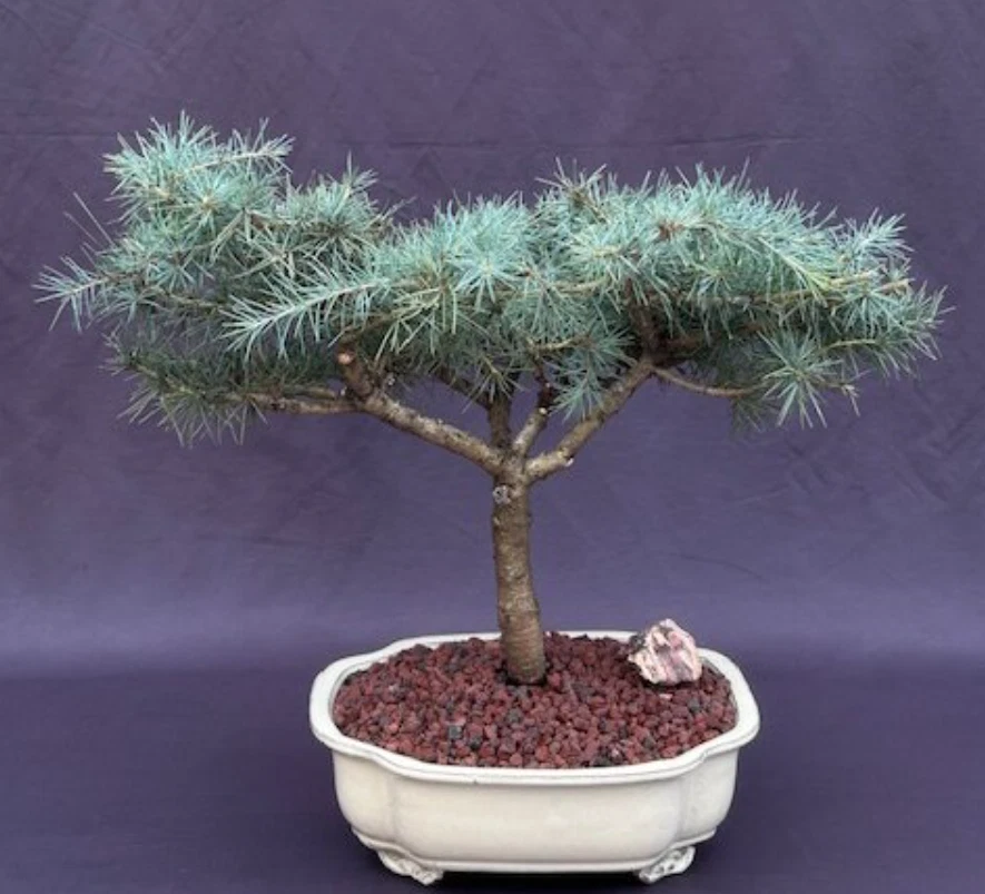 Bonsái de cedro Deodar árbol nieve sprite exterior Cedrus Deodara 18" de alto gran regalo Foto 1 de 1