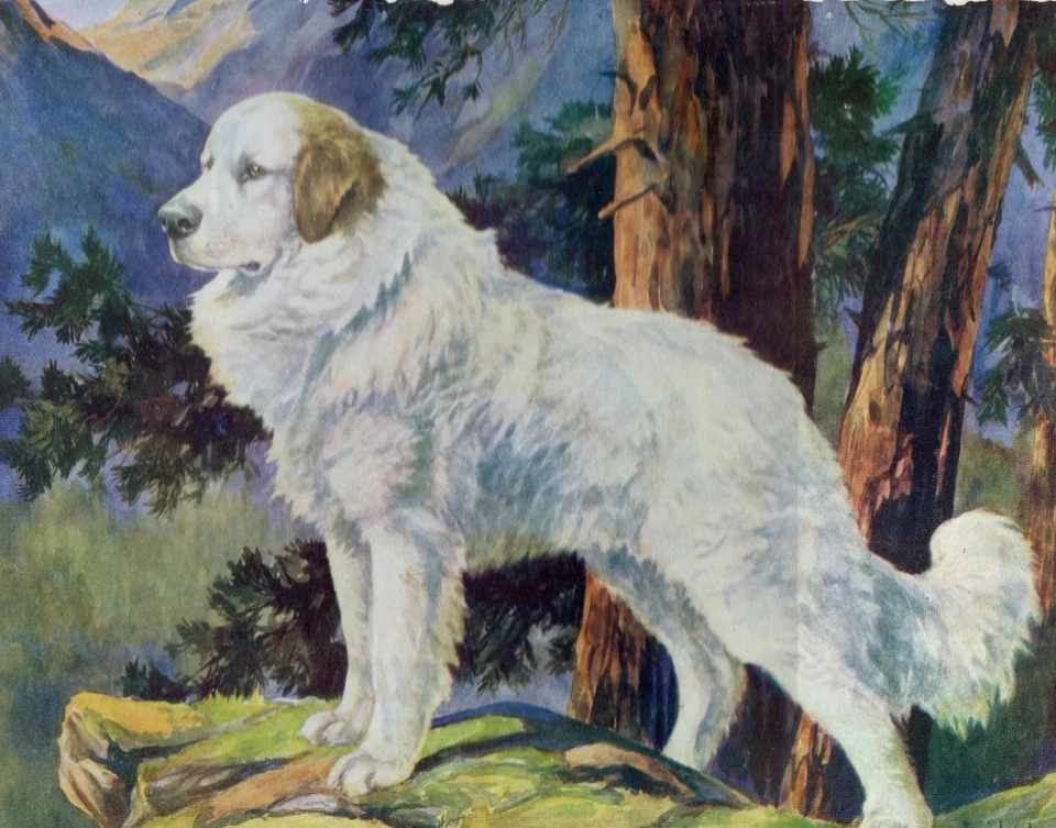De colección 1934 Grandes Pirineos - Antiguo regalo de impresión de arte de perro - Scott Langley Foto 1 de 1