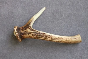 SECCIÓN DE CUERNO DE CIERVO SIKA SALVAJE COBERTIZO Yezo, Ezo, Hokkaido, Japón, mango de cuchillo - Imagen 1 de 13