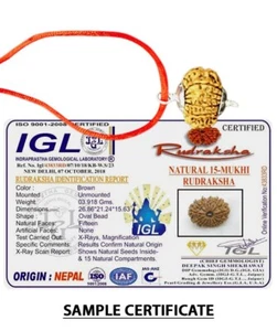 15 Mukhi Nepal Rudraksha Fünfzehn Gesicht Herr Pashupati Silber Anhänger Zertifiziert - Bild 1 von 3