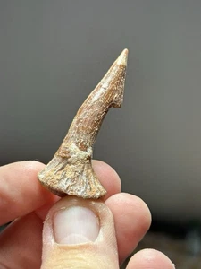 Onchopristis Fossil Fish Tooth Or Barb Dinosaur Age - Picture 1 of 8