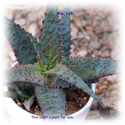 SUCCULENT:  Aloe Hybrid 'AJR'  (Bareroot  or Plant in 2" Pot) - Image 1 of 2