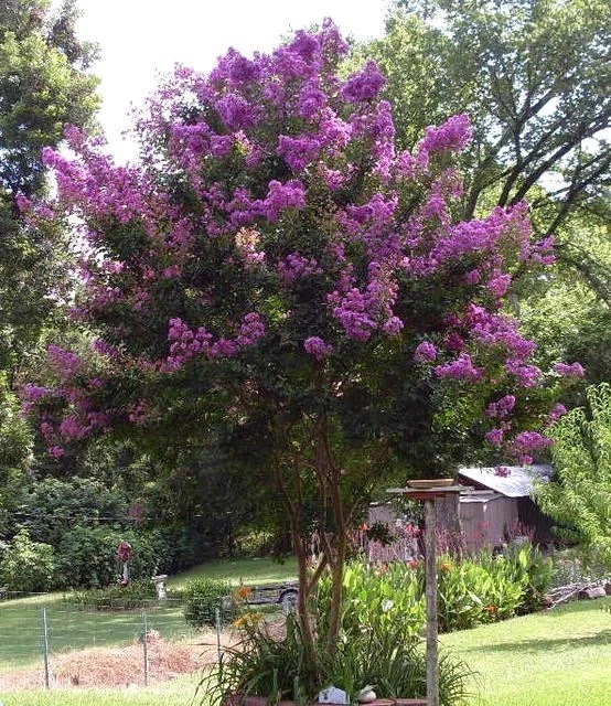 25+ PURPLE CRAPE MYRTLE TREE / SHRUB / FLOWER SEEDS / DROUGHT TOLERANT PERENNIAL - Image 1 of 1