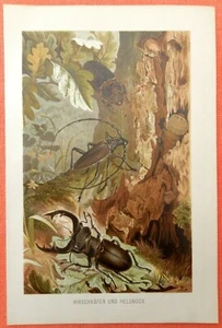 Hirschkäfer Lucanus cervus und Heldbock Eichenbock original Lithographie 1899 - Picture 1 of 1