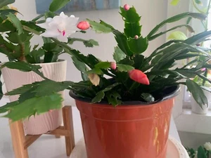 Rooted Red Pink Cactus Indoor Plants - Picture 1 of 1