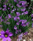  SISYRINCHIUM HARDY PERENNIAL DWARF IRIS PLANT 2 TYPES OF SEED TO CHOOSE 