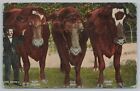 Kingfisher Oklahoma~Joe Grimes & 3 Largest Steers~Tom Dick & Harry~Tonnage~c1910
