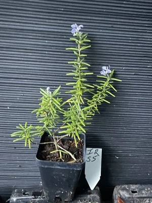 Irene Rosemary - Image 1 of 4