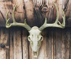 15.5"H Hunter Deer Wall Decor 8 Point Buck Skull Antler Rack Wall Plaque Trophy