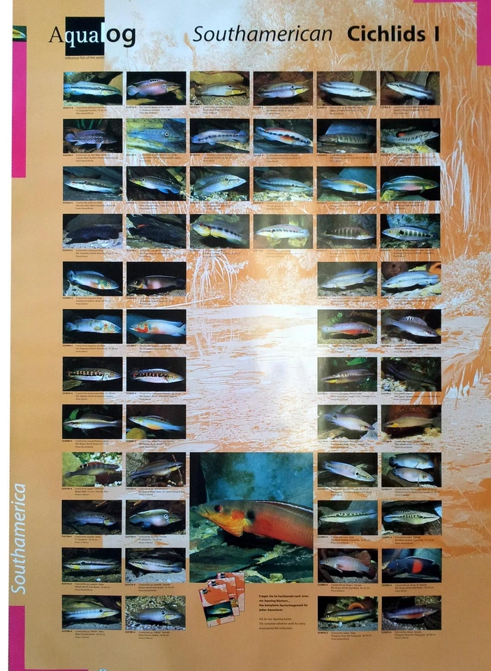 AQUALOG: Poster Cichlids 1 (Pikes Cichlids + Other Large Cichlids) - Image 1 of 1