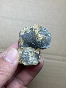 51g Devonian period brachiopod Spirifer specimen stone - Picture 1 of 17