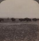 Wild Buffalo near Flathead Lake MT Underwood Stereoview 1901