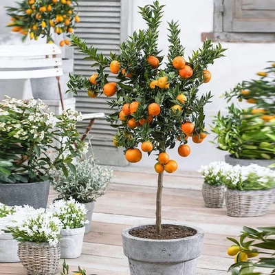 Valencia Orange Tree - 10-14" Tall - Live Citrus Plant In 10" Tall Citrus Pot - Image 1 of 2