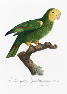 Plt 98 Yellow-Shouldered Amazon History of Parrots by Francois Levaillant Repro - Picture 1 of 2