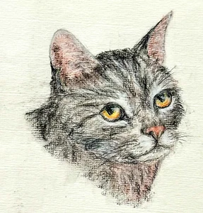 Original Cat Sketch Art Charcoal and Pencil on Paper 9x12 In Vivid Soulful Eyes - Picture 1 of 2