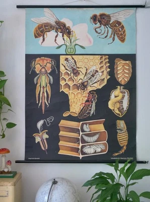 VINTAGE | SCHULWANDKARTE HONIGBIENE APIS MELLI JUNG KOCH QUENTELL | SCHOOL CHART - Bild 1 von 4