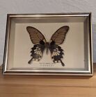 Schmetterling im Schaukasten - Papilio memnon agenor
