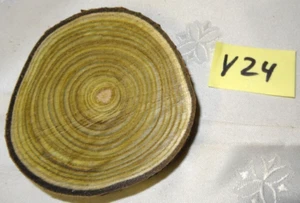 Essigbaum Baumscheibe Holzscheibe Floristik Holzscheiben basteln Deko, y 24 - Bild 1 von 2