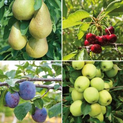 T&M Mini Fruit Tree Patio Potted Garden Plants Apple Pear Plum Cherry 9cm Pots - Image 1 of 4