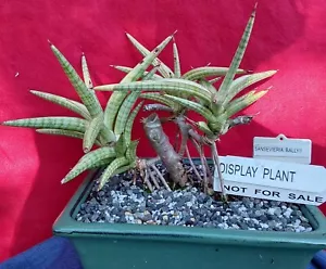 SANSEVIERIA BALLYII - Plant # 2- Snake Plant - Picture 1 of 5