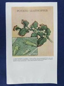 Piatto Vintage Colorato Patata Foglia Ninfa Adulto Benson Entomologia Stampa Insetto - Foto 1 di 3