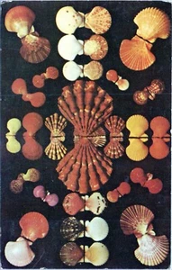 Shells of Florida Gulf of Mexico Postcard Posted - Picture 1 of 2