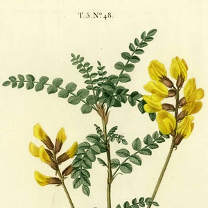 Raro grabado en folio REDOUTÉ 1801 de Duhamel du Monceau CYTISUS (escoba escocesa) - Imagen 1 de 9