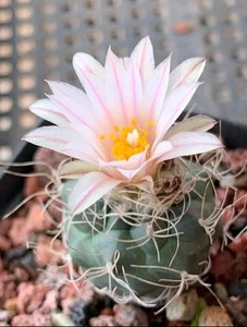 T. pseudomacrochele, Mature Plant 2.5cm - Picture 1 of 3