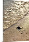 Green turtle hatchling Canvas Wall Art Print, Reptile Home Decor