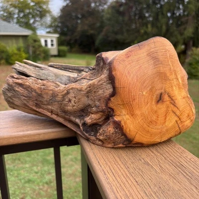 犀牛角漂流木 14x5x6 – 密密硬木雕塑适用于水族箱或装饰 — 第 1/4 张图片