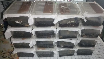 UK ISOPODS Culture GRINDAL WORMS COLONY - £5 REFUND AVAILABLE SEE DETAILS