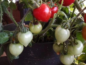 5 rompecorazones NUEVA VARIEDAD tomate de invierno tomate de balcón en forma de corazón semillas tomates - Imagen 1 de 6