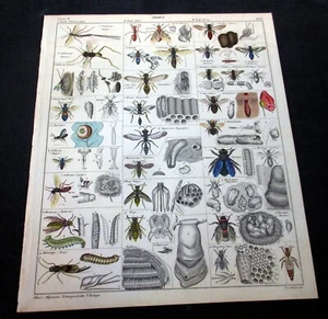 Oken Hand Colored Print, Marine Life, c1845 "Universal Natural History" - Picture 1 of 2