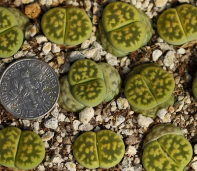 Plant -one- Lithops karasmontana ‘Lerichegreen’  - Image 1 of 4